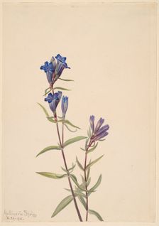 Gentian (Gentiana affinis), 1915. Creator: Mary Vaux Walcott
