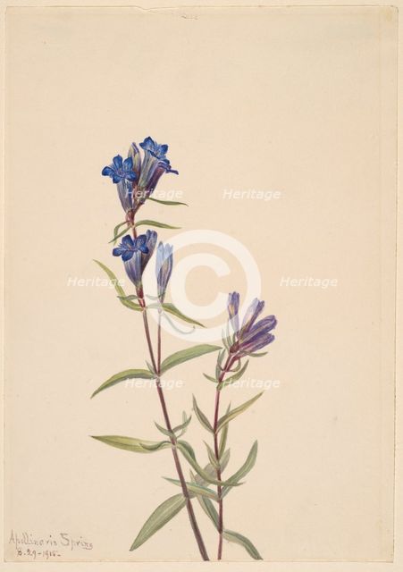Gentian (Gentiana affinis), 1915. Creator: Mary Vaux Walcott.