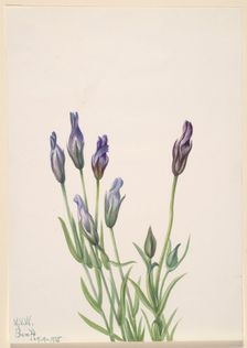 Gentian (Gentiana macounii), 1935. Creator: Mary Vaux Walcott