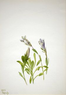 Gentian (Gentiana newberri), 1938. Creator: Mary Vaux Walcott