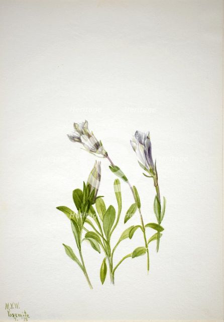 Gentian (Gentiana newberri), 1938. Creator: Mary Vaux Walcott.