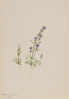 Gentiana propingua, 1916. Creator: Mary Vaux Walcott