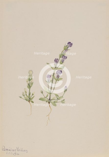 Gentiana propingua, 1916. Creator: Mary Vaux Walcott.