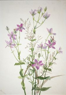 Gentianacease sabbalia angularis, 1880. Creator: Mary Vaux Walcott