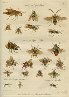 Genus VII Vespæ, Wasps, Genus VIII Apes, Bees 9 February 1780. Creator: James Newton