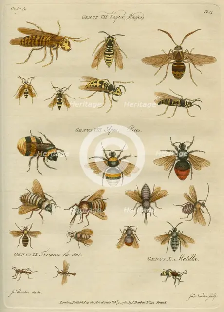 'Genus VII Vespæ, Wasps, Genus VIII Apes, Bees', 9 February 1780.  Creator: James Newton.