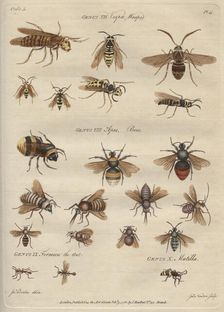 Genus VII Vespæ, Wasps, Genus VIII Apes, Bees 9 February 1780. Creator: James Newton