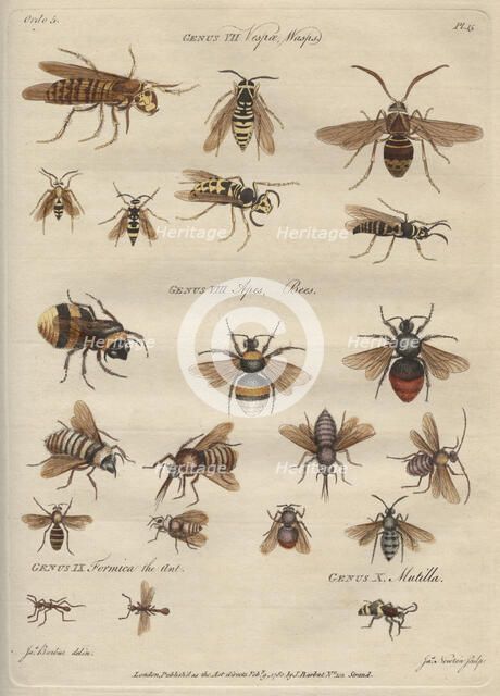 'Genus VII Vespæ, Wasps, Genus VIII Apes, Bees', 9 February 1780.  Creator: James Newton.