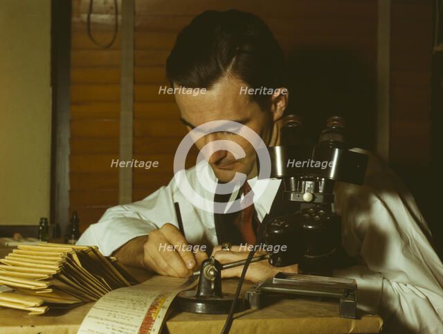 Geologist examining cuttings from wildcat well, Amarillo, Texas, (1943?). Creator: John Vachon.