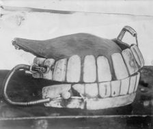 George Washington's teeth, between c1910 and c1915. Creator: Bain News Service