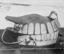 George Washington's teeth, between c1910 and c1915. Creator: Bain News Service