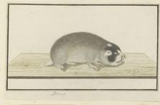 Georychus capensis (Cape mole-rat), 1777-1780. Creator: Robert Jacob Gordon