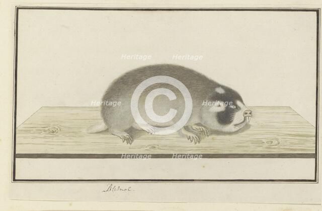 Georychus capensis (Cape mole-rat), 1777-1780. Creator: Robert Jacob Gordon.