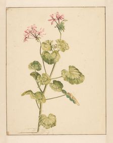 Geranium, 1668-1729. Creator: Vincent Laurentz van der Vinne I
