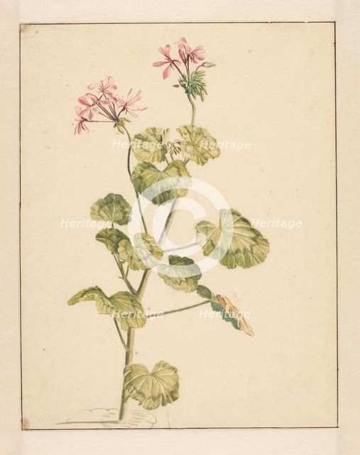 Geranium, 1668-1729. Creator: Vincent Laurentz van der Vinne I.
