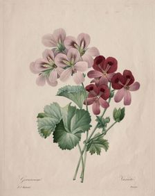 Geranium, 1827. Creator: Henry Joseph Redouté (French, 1766-1853)