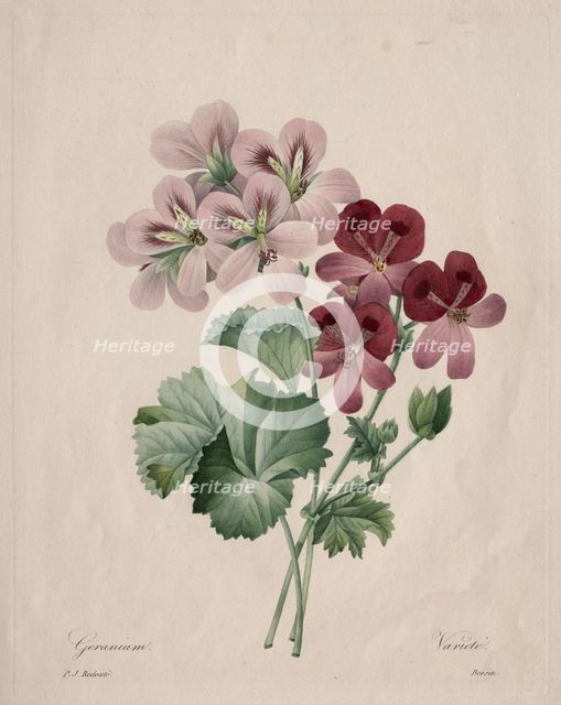 Geranium, 1827. Creator: Henry Joseph Redouté (French, 1766-1853).