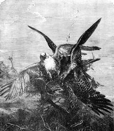 "Gerfalcons Striking a Kite" - painted by J. Wolf - from the Exhibition of the Royal Academy, 1856. Creator: Harvey Orrin Smith