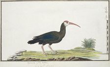 Geronticus calvus (Southern bald ibis), c.1778. Creator: Robert Jacob Gordon