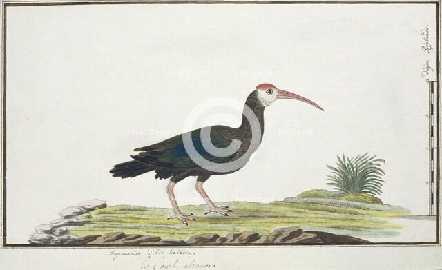 Geronticus calvus (Southern bald ibis), c.1778. Creator: Robert Jacob Gordon.