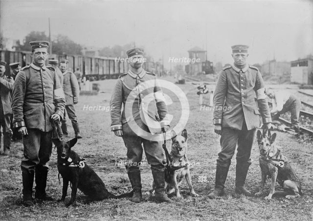 German Red Cross dogs, between 1914 and c1915. Creator: Bain News Service.