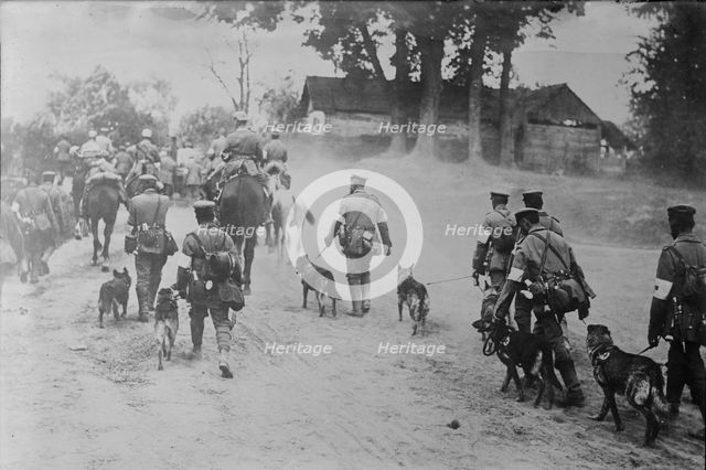 German Red Cross Dogs going to front, between c1915 and 1918. Creator: Bain News Service.