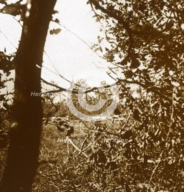 German trenches, c1914-c1918. Artist: Unknown.