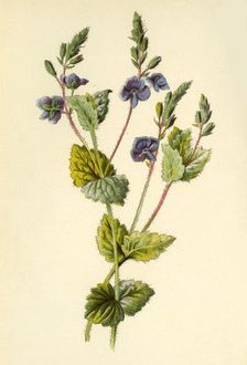 Germander Speedwell 1877. Creator: Frederick Edward Hulme