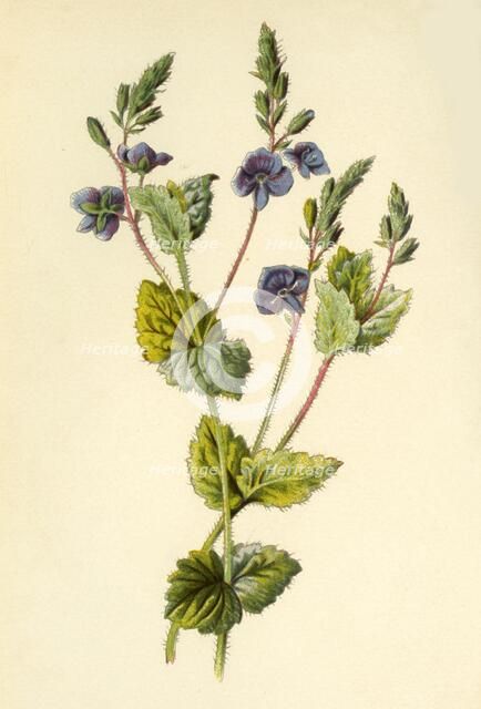 'Germander Speedwell', 1877. Creator: Frederick Edward Hulme.