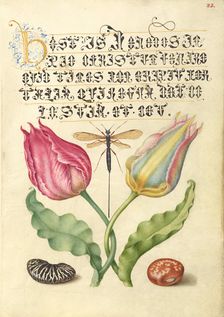 Gesner'sTulip, Ichneumon Fly, Kidney Bean, and Scarlet Runner Bean, 1561-2; illumination 1591-6. Creator: Joris Hoefnagel