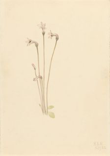 Ghostpipe (Thalesia uniflora), 1920. Creator: Mary Vaux Walcott