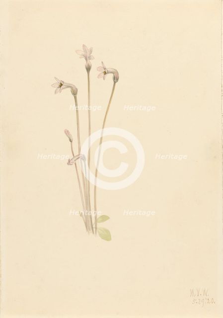 Ghostpipe (Thalesia uniflora), 1920. Creator: Mary Vaux Walcott.