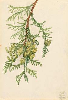 Giant Arborvitae (Thuja plicata), 1923. Creator: Mary Vaux Walcott