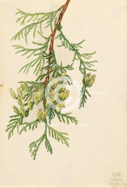 Giant Arborvitae (Thuja plicata), 1923. Creator: Mary Vaux Walcott.