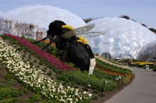 Giant bumble bee sculpture, Eden Project, near St Austell, Cornwall
