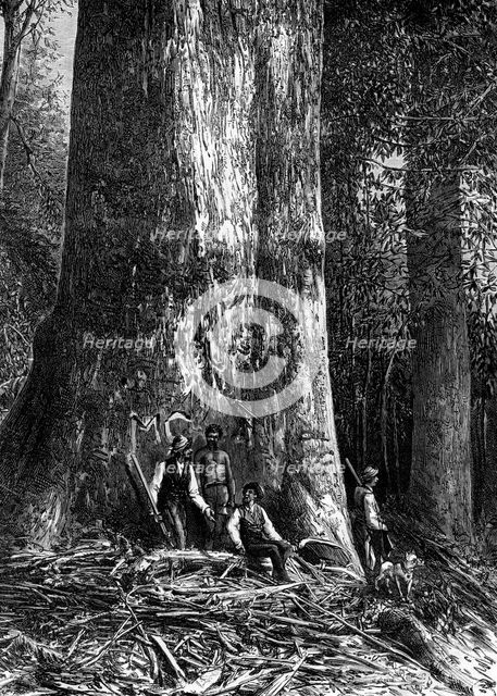 Giant eucalyptus, Australia, 1886. Artist: Taylor
