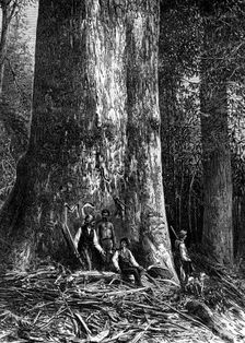 Giant eucalyptus, Australia, 1886. Artist: Taylor