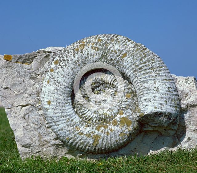 Giant fossil ammonite. Artist: Unknown