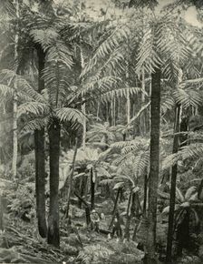 Giant Ferns at Gembrook 1901. Creator: Unknown