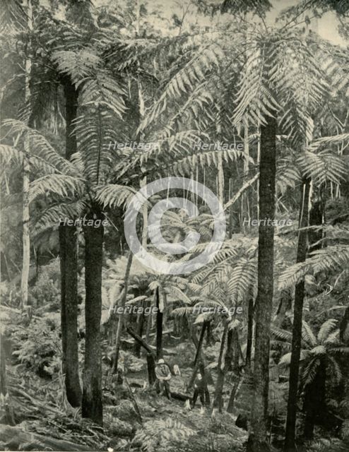 'Giant Ferns at Gembrook', 1901. Creator: Unknown.