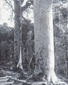 Giant Kauri Tree late 19th-early 20th century. Creator: Unknown