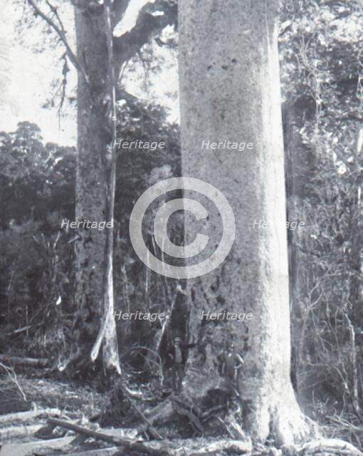'Giant Kauri Tree', late 19th-early 20th century.  Creator: Unknown.