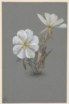 Giant Helleborine (Epipactia gigantea), ca. 1880. Creator: Mary Vaux Walcott