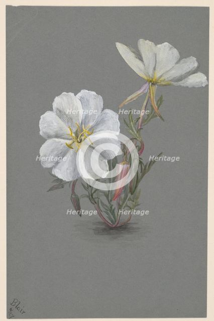 Giant Helleborine (Epipactia gigantea), ca. 1880. Creator: Mary Vaux Walcott.