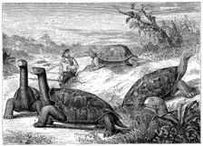Giant Land Tortoises of the Galapagos Islands, 1884