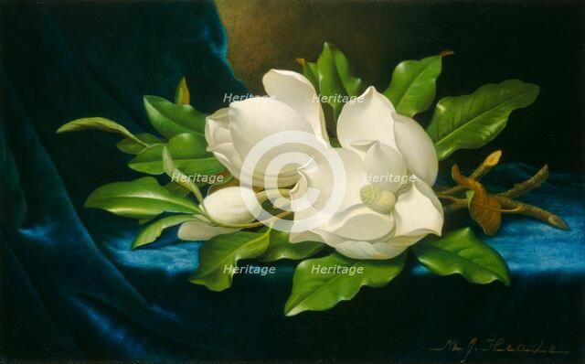 Giant Magnolias on a Blue Velvet Cloth, c. 1890. Creator: Martin Johnson Heade.