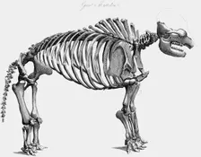 Giant mastodon skeleton, 1830