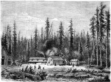 Giant sequoia forest California, 19th century.Artist: Paul Huet