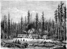 Giant sequoia forest California, 19th century.Artist: Paul Huet