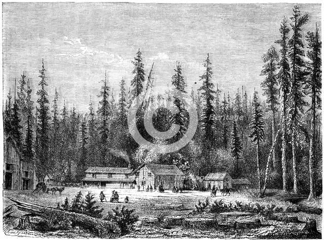 'Giant sequoia forest', California, 19th century.Artist: Paul Huet